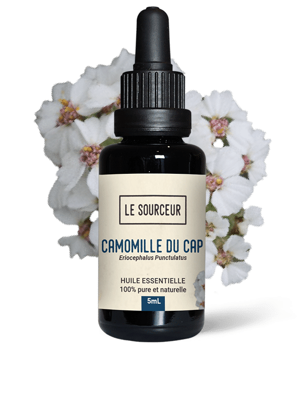 Bottle of essential oil with Cape Chamomile