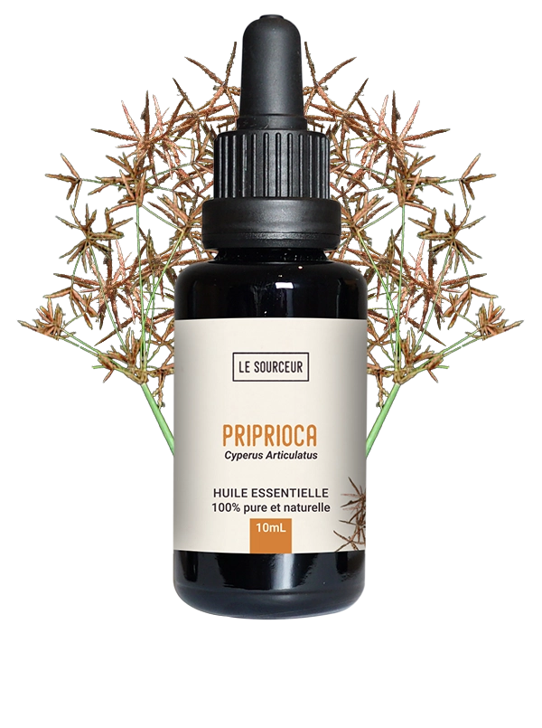 Priprioca matière